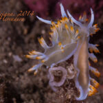 AEOLIDIOIDEOS-flabellina-babai-babosa-marina-mar-de-alboran