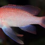 ANTHIAS-ANTHIAS-tres-colas-calabardina-cabo-cope