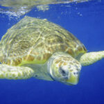 CARETTA-CARETTA-tortuga-boba-mar-de-alboran