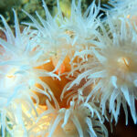 DENDROPHYLLIA-RAMEA-coral-ramos-punta-de-la-mona-granada