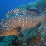 EPINEPHELUS-MARGINATUS-mero-piedras-altas-mar-de-alboran-granada