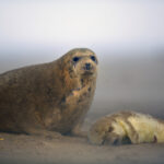 HALICHOERUS-GRYPUS-foca-gris-mar-del-norte-alemania