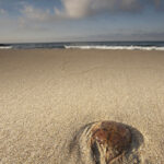 MEDUSA VARADA EN LA PLAYA.
CABO DE GATA. ALMERÍA. ESPAÑA.