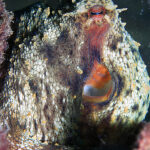 OCTOPUS-VULGARIS-pulpo-aguilas-murcia