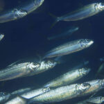 SARDINELLA-AURITA-sardina-alacha-el-campello-alicante